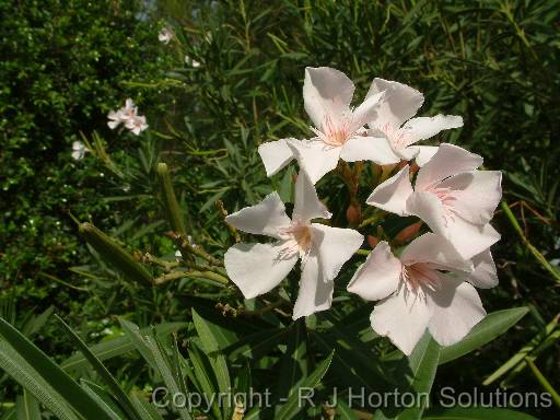 Oleander white_2 